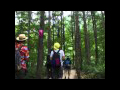 Let's walk in Fuji Rock Forest!